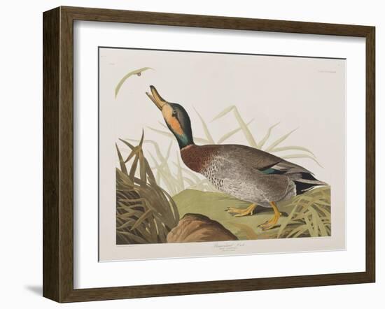 Illustration from 'Birds of America', 1827-38-John James Audubon-Framed Giclee Print