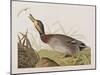 Illustration from 'Birds of America', 1827-38-John James Audubon-Mounted Giclee Print