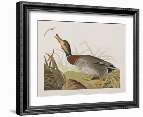 Illustration from 'Birds of America', 1827-38-John James Audubon-Framed Giclee Print