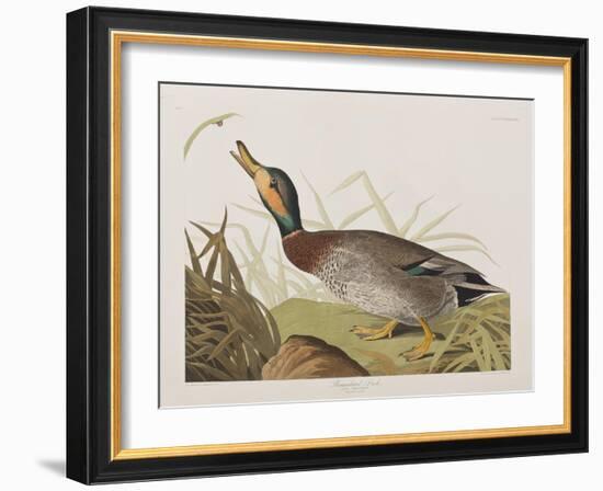 Illustration from 'Birds of America', 1827-38-John James Audubon-Framed Giclee Print