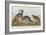 Illustration from 'Birds of America', 1827-38-John James Audubon-Framed Giclee Print