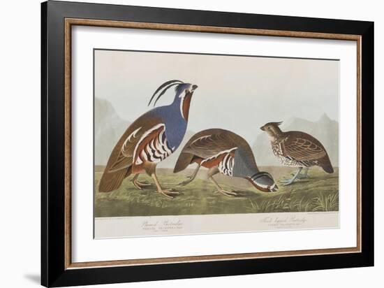 Illustration from 'Birds of America', 1827-38-John James Audubon-Framed Giclee Print