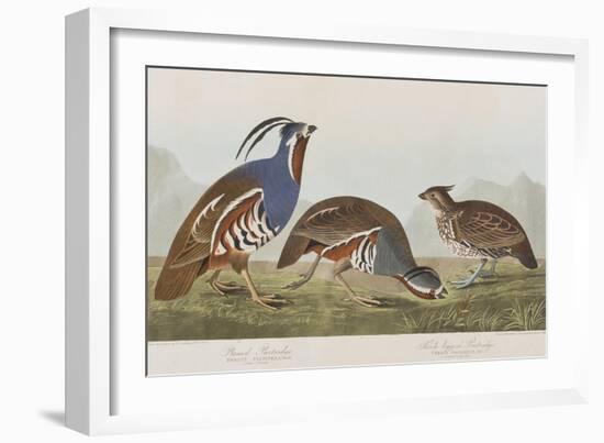 Illustration from 'Birds of America', 1827-38-John James Audubon-Framed Giclee Print