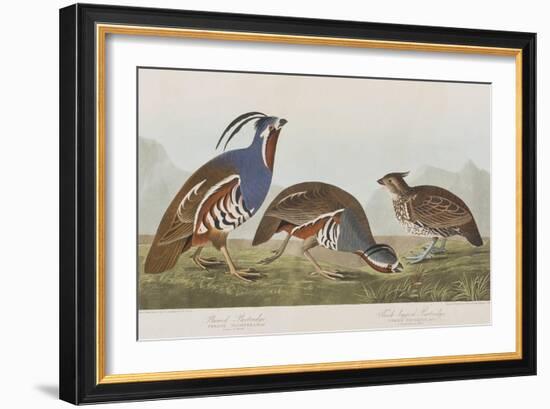 Illustration from 'Birds of America', 1827-38-John James Audubon-Framed Giclee Print