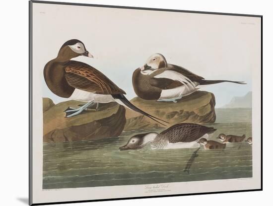 Illustration from 'Birds of America', 1827-38-John James Audubon-Mounted Giclee Print