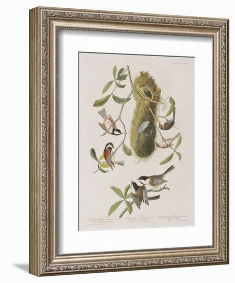 Illustration from 'Birds of America', 1827-38-John James Audubon-Framed Giclee Print