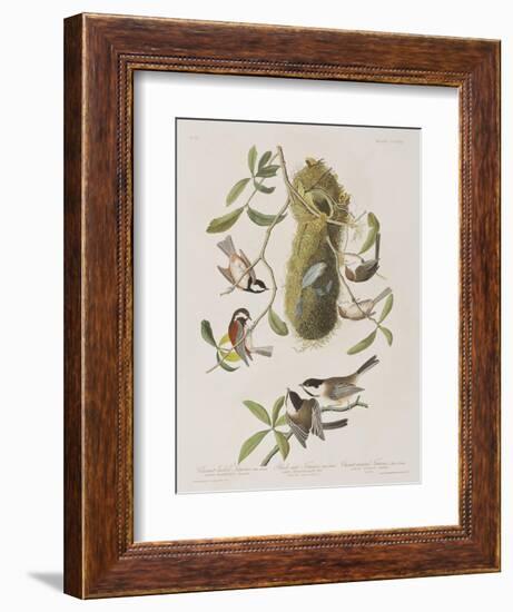 Illustration from 'Birds of America', 1827-38-John James Audubon-Framed Giclee Print