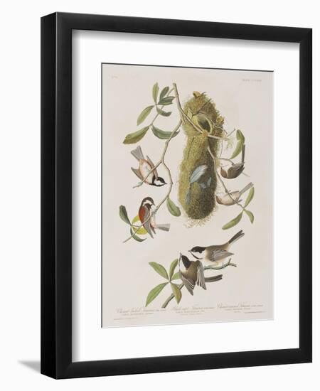 Illustration from 'Birds of America', 1827-38-John James Audubon-Framed Giclee Print