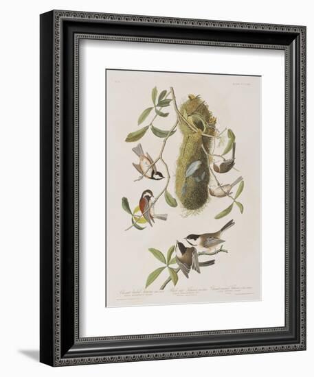 Illustration from 'Birds of America', 1827-38-John James Audubon-Framed Giclee Print