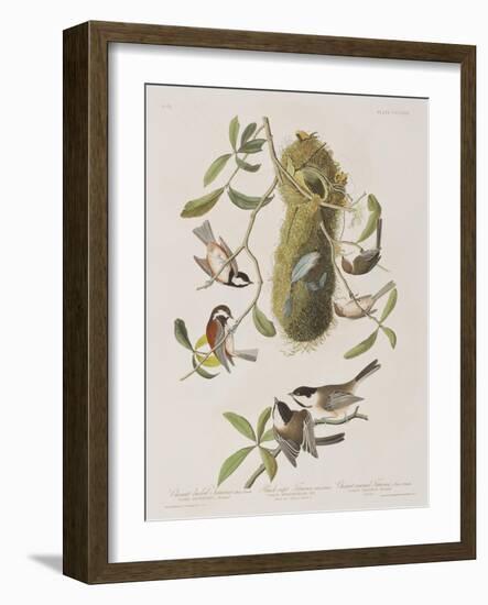 Illustration from 'Birds of America', 1827-38-John James Audubon-Framed Giclee Print