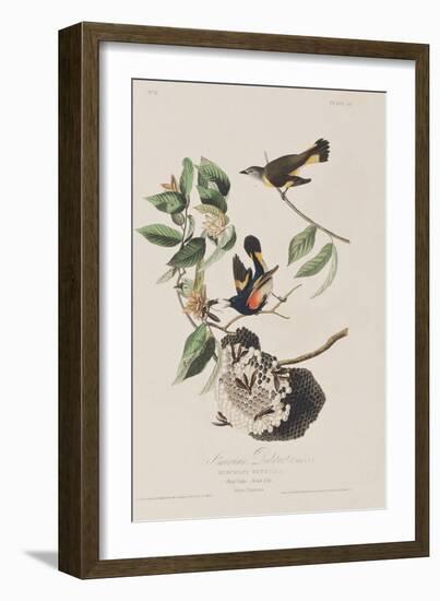 Illustration from 'Birds of America', 1827-38-John James Audubon-Framed Giclee Print