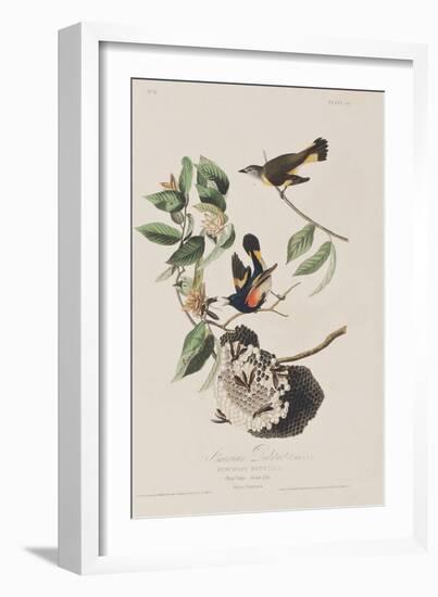 Illustration from 'Birds of America', 1827-38-John James Audubon-Framed Giclee Print