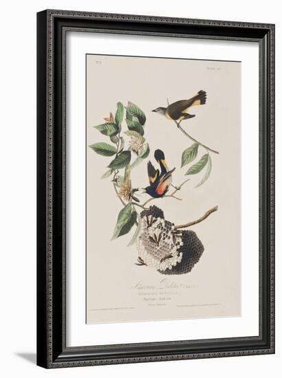 Illustration from 'Birds of America', 1827-38-John James Audubon-Framed Giclee Print