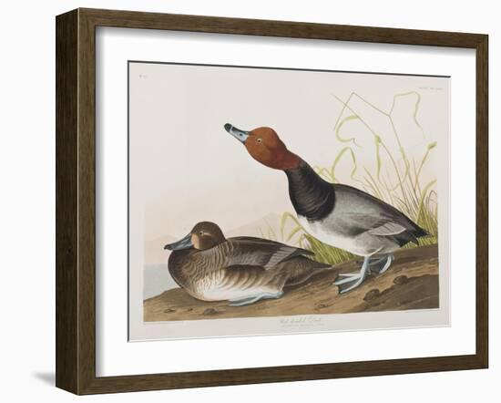 Illustration from 'Birds of America', 1827-38-John James Audubon-Framed Giclee Print