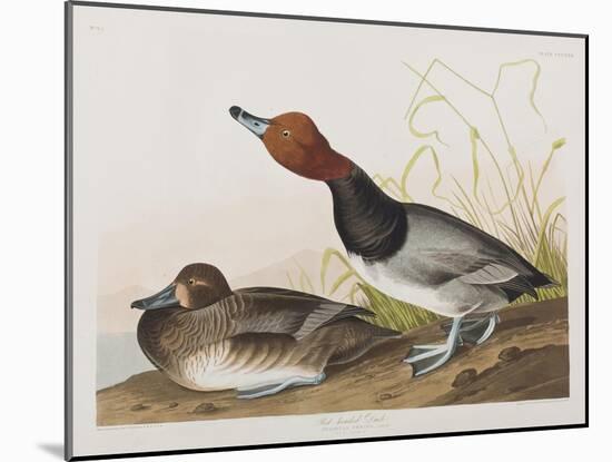 Illustration from 'Birds of America', 1827-38-John James Audubon-Mounted Giclee Print