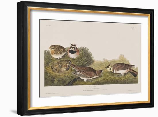 Illustration from 'Birds of America', 1827-38-John James Audubon-Framed Giclee Print