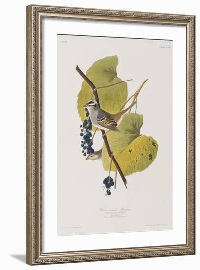 Illustration from 'Birds of America', 1827-38-John James Audubon-Framed Giclee Print