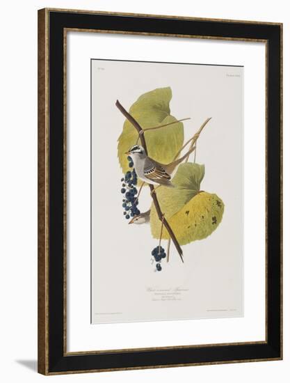 Illustration from 'Birds of America', 1827-38-John James Audubon-Framed Giclee Print