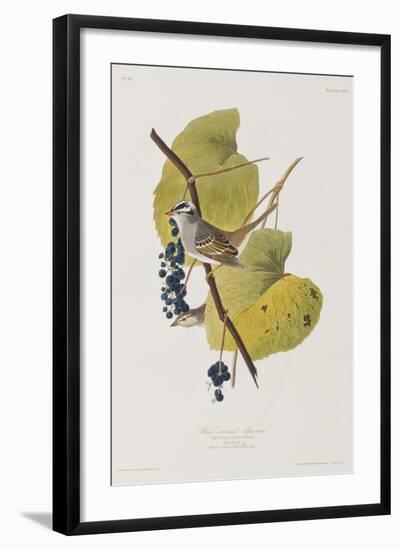 Illustration from 'Birds of America', 1827-38-John James Audubon-Framed Giclee Print