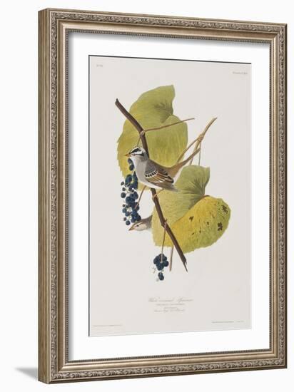 Illustration from 'Birds of America', 1827-38-John James Audubon-Framed Giclee Print