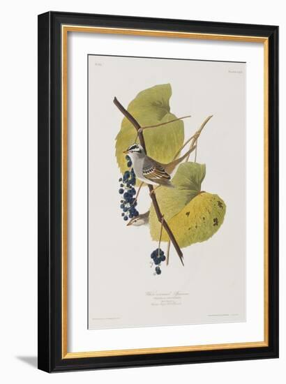 Illustration from 'Birds of America', 1827-38-John James Audubon-Framed Giclee Print