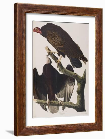 Illustration from 'Birds of America', 1827-38-John James Audubon-Framed Giclee Print