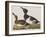 Illustration from 'Birds of America', 1827-38-John James Audubon-Framed Giclee Print