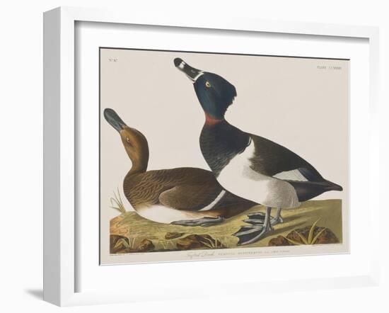 Illustration from 'Birds of America', 1827-38-John James Audubon-Framed Giclee Print