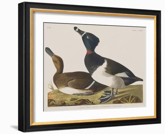 Illustration from 'Birds of America', 1827-38-John James Audubon-Framed Giclee Print