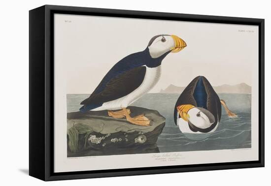 Illustration from 'Birds of America', 1827-38-John James Audubon-Framed Premier Image Canvas