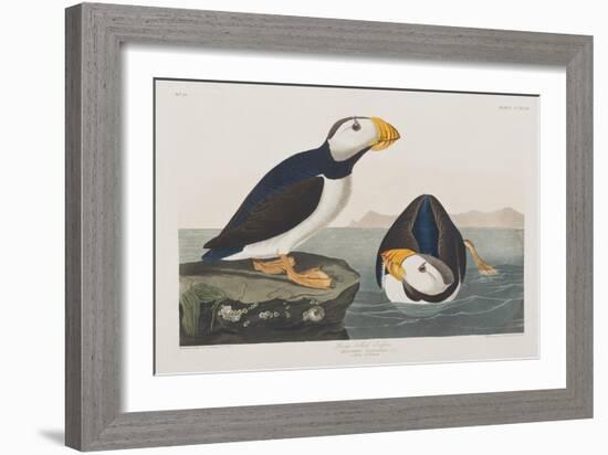 Illustration from 'Birds of America', 1827-38-John James Audubon-Framed Giclee Print