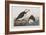 Illustration from 'Birds of America', 1827-38-John James Audubon-Framed Giclee Print