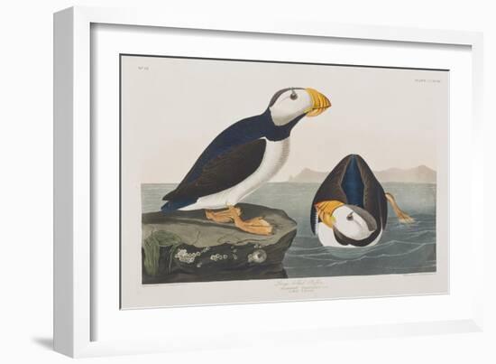 Illustration from 'Birds of America', 1827-38-John James Audubon-Framed Giclee Print