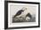 Illustration from 'Birds of America', 1827-38-John James Audubon-Framed Giclee Print