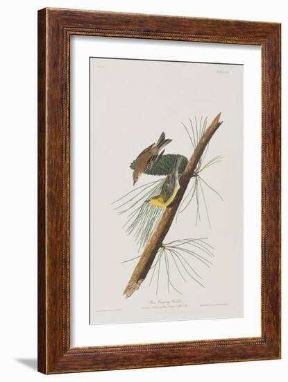 Illustration from 'Birds of America', 1827-38-John James Audubon-Framed Giclee Print