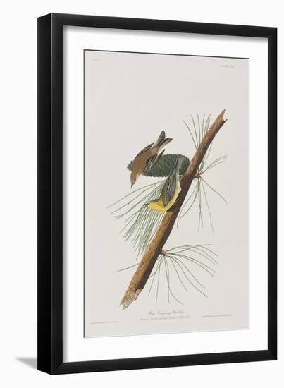 Illustration from 'Birds of America', 1827-38-John James Audubon-Framed Giclee Print