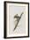 Illustration from 'Birds of America', 1827-38-John James Audubon-Framed Giclee Print