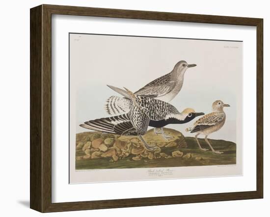 Illustration from 'Birds of America', 1827-38-John James Audubon-Framed Giclee Print