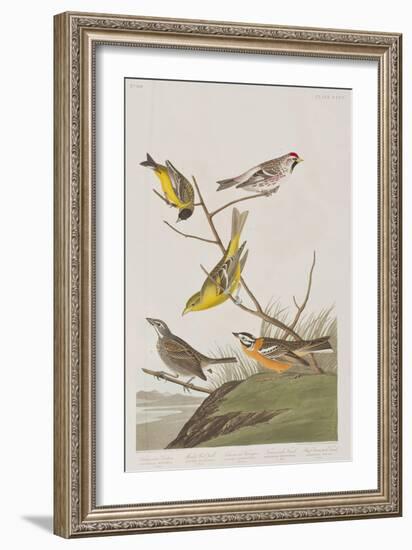 Illustration from 'Birds of America', 1827-38-John James Audubon-Framed Giclee Print