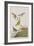 Illustration from 'Birds of America', 1827-38-John James Audubon-Framed Giclee Print