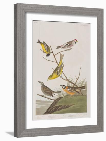 Illustration from 'Birds of America', 1827-38-John James Audubon-Framed Giclee Print