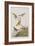 Illustration from 'Birds of America', 1827-38-John James Audubon-Framed Giclee Print