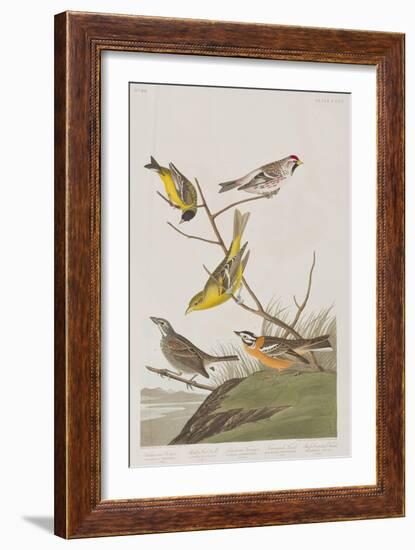 Illustration from 'Birds of America', 1827-38-John James Audubon-Framed Giclee Print