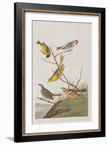 Illustration from 'Birds of America', 1827-38-John James Audubon-Framed Giclee Print