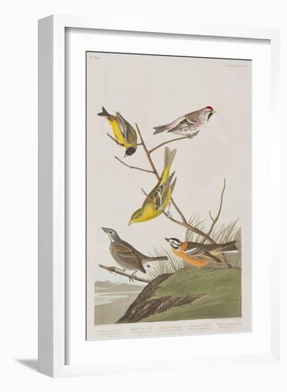 Illustration from 'Birds of America', 1827-38-John James Audubon-Framed Giclee Print