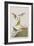 Illustration from 'Birds of America', 1827-38-John James Audubon-Framed Giclee Print