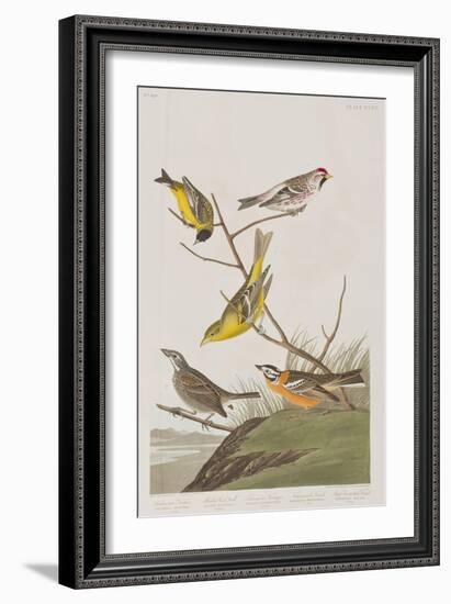 Illustration from 'Birds of America', 1827-38-John James Audubon-Framed Giclee Print