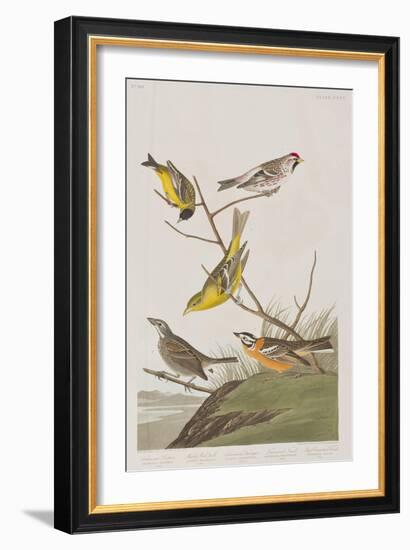 Illustration from 'Birds of America', 1827-38-John James Audubon-Framed Giclee Print