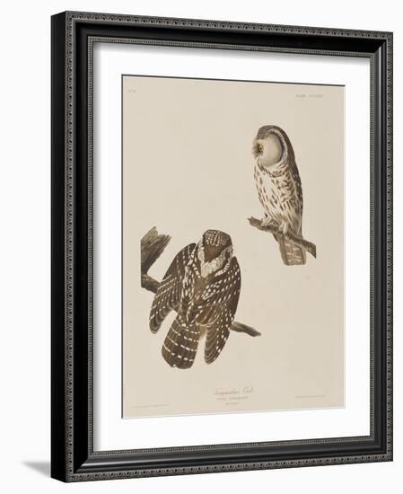 Illustration from 'Birds of America', 1827-38-John James Audubon-Framed Giclee Print