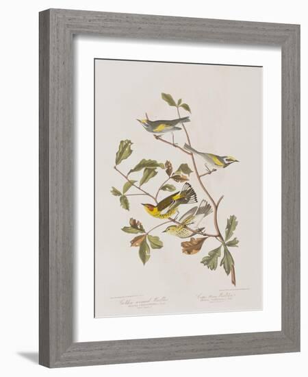 Illustration from 'Birds of America', 1827-38-John James Audubon-Framed Giclee Print